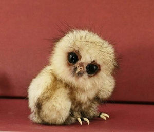 Baby-owl